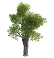 fantastico albero isolato. 3d rendere png