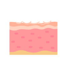 human skin layer Caring for protecting the skin from the sun with a skin serum. png
