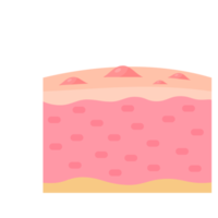 human skin layer Caring for protecting the skin from the sun with a skin serum. png