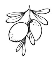 Hand drawn Argan nuts on branch with leaves black and white outline drawing. Vector illustration. Botanical element for argan oil package design.