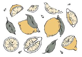 Hand drawn lemon collection with slices, leaves, seads. Freehand outline drawing in pastel colors vector illustration on white background