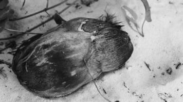 Old fallen coconut lies on the beach and rots away. video