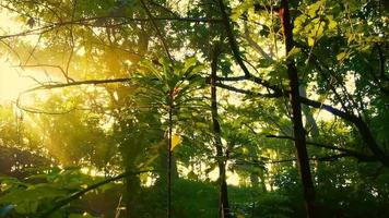 natur bakgrund videoklipp. gyllene timme i de morgon- video