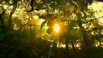 natur bakgrund videoklipp. de morgon- Sol lyser genom de löv av de träd video