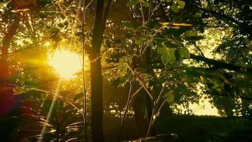 la nature Contexte vidéos. le Matin Soleil brille par le feuilles de le des arbres video