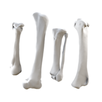 3d representación de blanco huesos perspectiva ver png