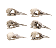 3d representación de fósil pingüino cráneo huesos desde varios perspectiva ver anglos png
