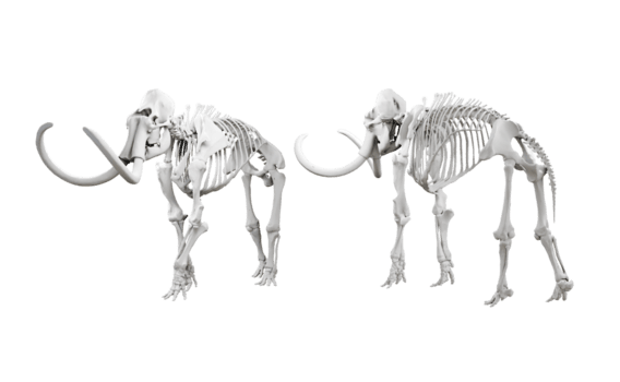 3d interpretazione di mammut elefante cranio fossile prospettiva Visualizza angolo png