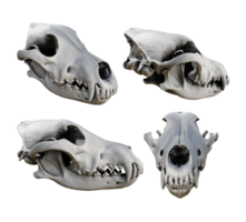 3d rendering of fossil wolf skull bones from various perspective view angles png