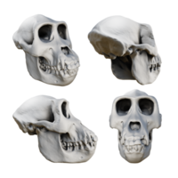 3d rendering of fossil gorilla skull bones from various perspective view angles png