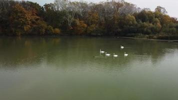 cisnes dentro a outono lagoa video