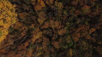 Autumn forest with drone video