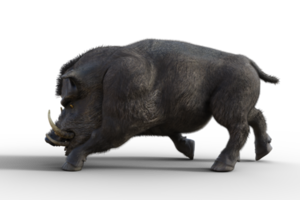 cinghiale isolato. 3d rendere png