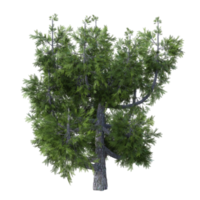 Fantastisch Baum isoliert. 3d machen png