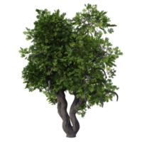 fantástico árbol aislado. 3d hacer png