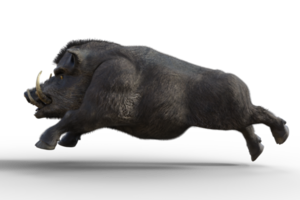 cinghiale isolato. 3d rendere png