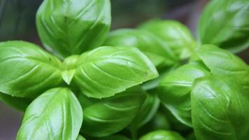 Fresh organic basil leaves as healthy nutrition in organic quality for healthy eating in salads or pesto preparation as delicious ingredient home-grown herbs as houseplant produced as garden vegetable video