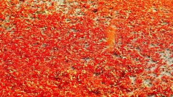 rojo mil flor de India roble que cae en el hormigón piso y abeja encontrar dulce desde flor video