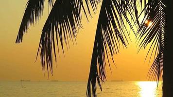 Sonnenuntergang auf das Meer zurück Silhouette Kokosnuss Blätter und Sonnenlicht reflektieren auf Welle Oberfläche video
