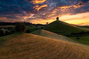 Single trees on Hills during sunset photo