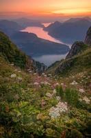 A field of flowers on top of a mountain, in the distance you can see a lake photo