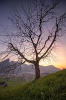 un árbol en un colina foto