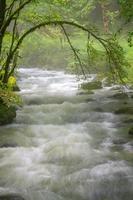 A stream surrounded by green plants photo