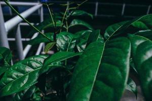 Defocused image of a plants photo