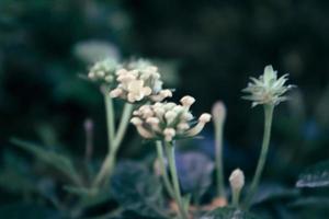 Defocused image of a plants photo