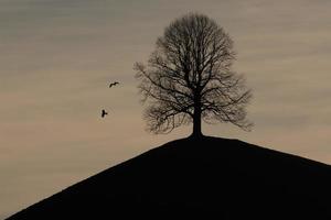 un árbol en un colina foto