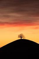 A tree on a hill photo