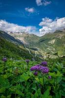 A pass road in Switzerland , With plants and flowers photo