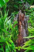 Glacis la reserve trail-dry tree trunk photo