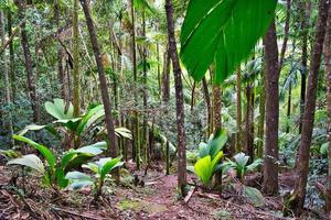 Glacis la reserve nature trail, footpath in forest with palm trees photo