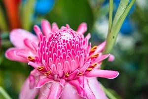 Pink ginger torch flower closeup photo