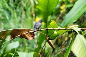 Seychelles sunbird on flower branch drying up after the rain photo