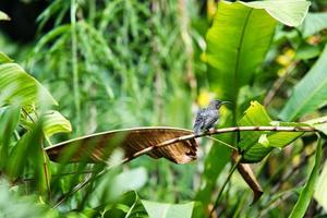 seychelles Sunbird en flor rama el secado arriba después el lluvia foto