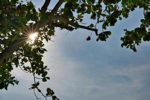 Sun star burst behind bengal almond trees photo