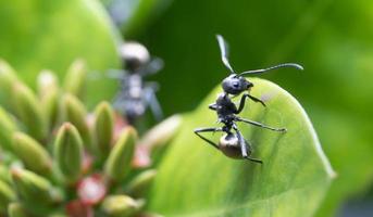 Golden-tailed Spiny Ants known as Shiny Bum Ants photo