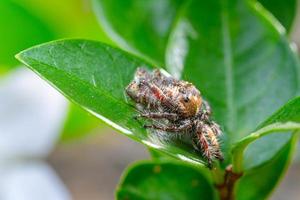 cerca arriba de un saltando araña comiendo otro saltando araña foto