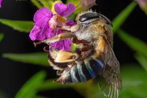 de cerca azul congregado abeja polinizando en púrpura flor foto