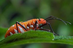 Close-up Cotton Stainers Bug on a green leaf photo