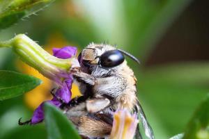close-up blue banded bee pollinating on purple flower photo
