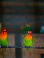 The Black Cheeked Lovebird photo