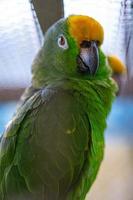 close-up beautiful green parrot beak photo