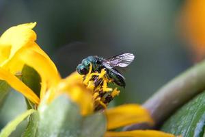 close-up cuckoo wasp on yellow flower photo