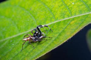 Close-up Jumping spider on green leaf photo