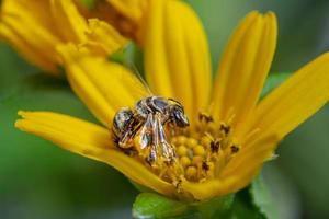 de cerca azul congregado abeja polinizando en florecer amarillo flor foto