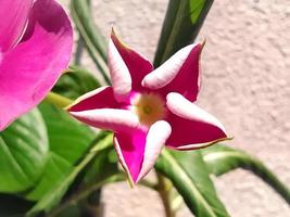 Macro of a bright pink flower bud. photo