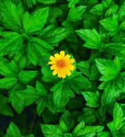 A yellow flower is among the green leaves of a plant. Selective focus and selective focus on subject photo